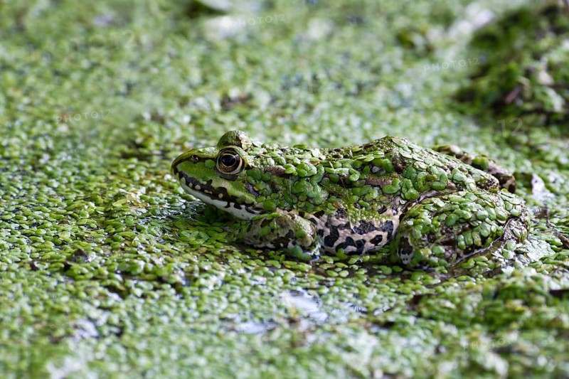 The edible frog (Rana esculenta) duckweed