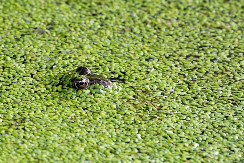The edible frog (Rana esculenta) duckweed
