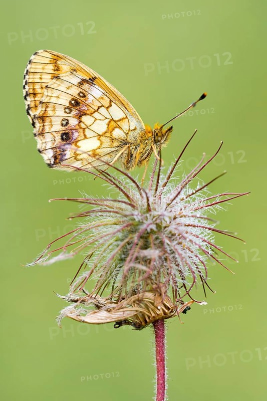 Lesser marbled fritillary (Brenthis ino) on flower