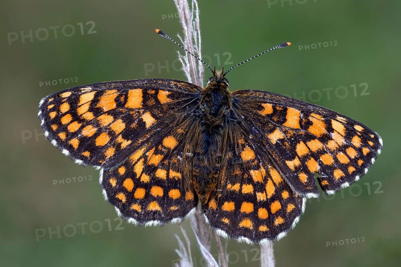 Heath fritillary (Mellicta athalia)