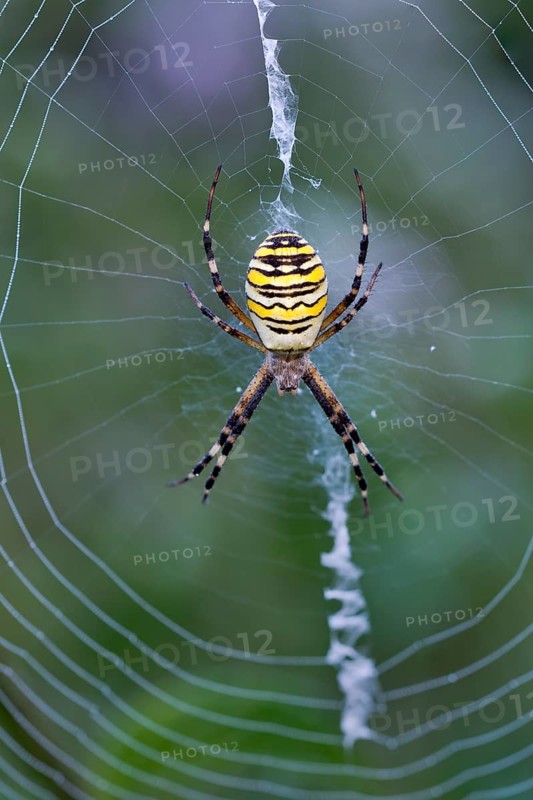 Orb-web spider (Argiope bruennichi) in its web