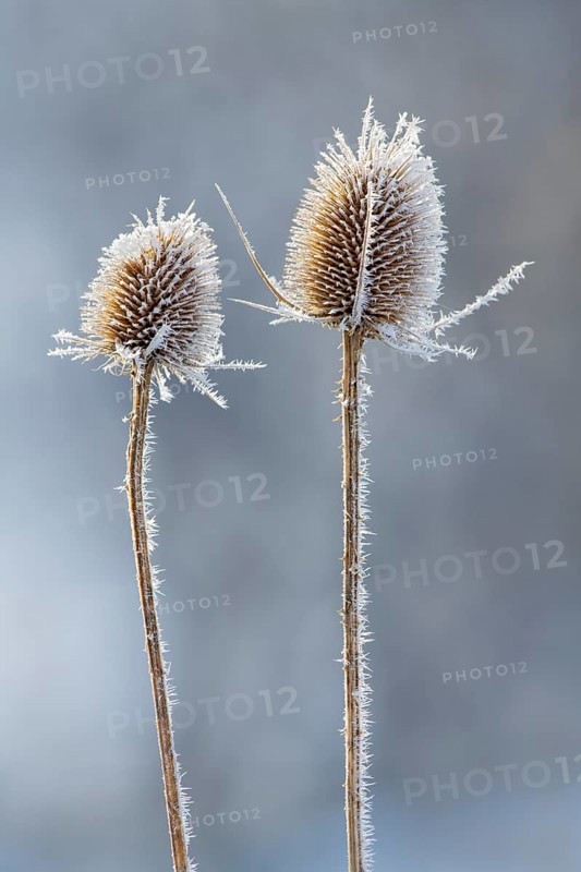 Wild teasel (Dipsacus fullonum)
