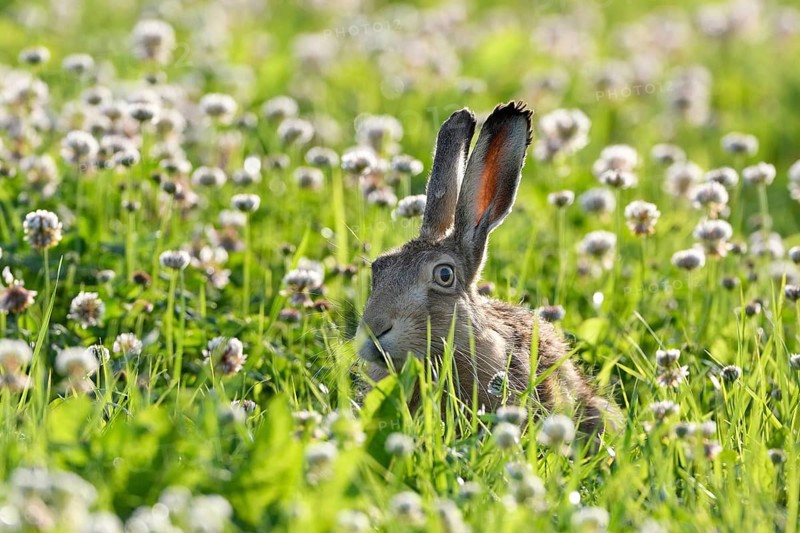 European hare (Lepus europaeus)