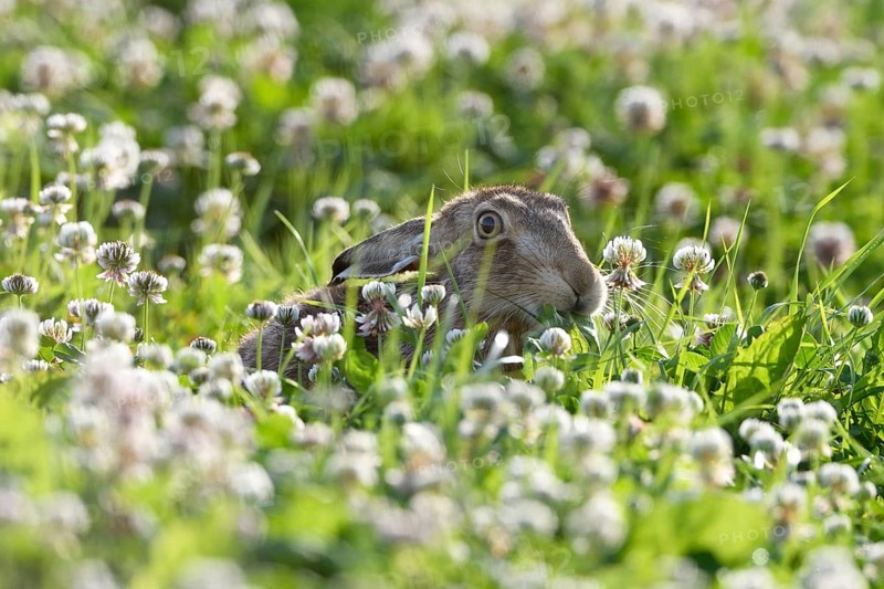 European hare (Lepus europaeus)