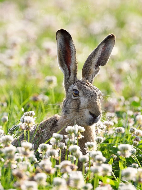 European hare (Lepus europaeus)