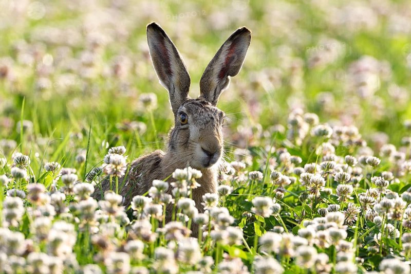 European hare (Lepus europaeus)