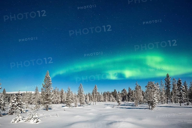 Northern Lights (Aurora Borealis) with starry sky over snow-covered trees