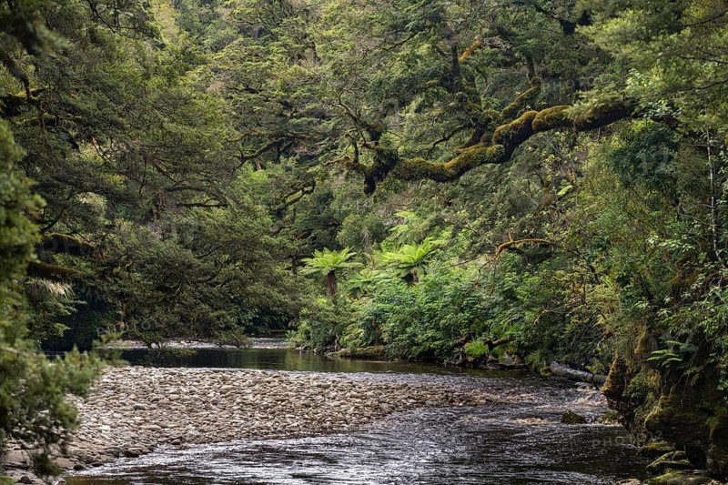 River flows through rainforest