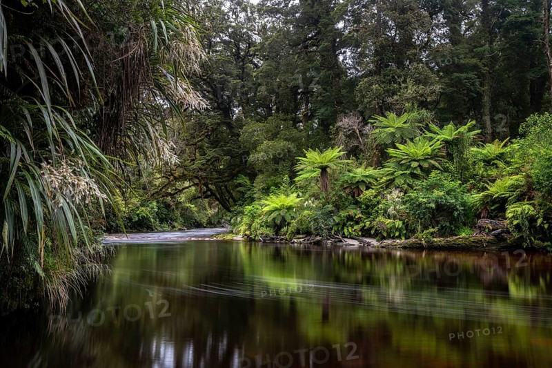 River flows through rainforest with Tree fern (Cyatheales)