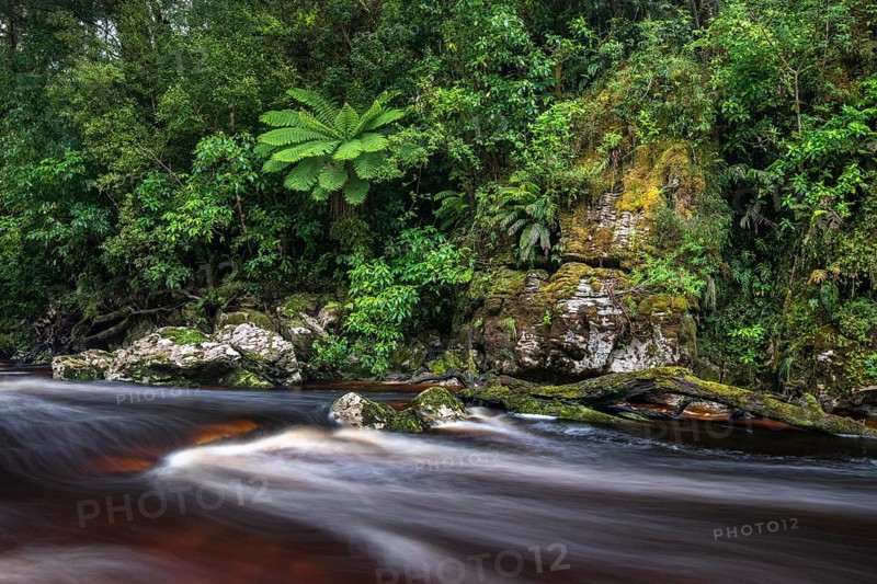 River flows through rainforest with Tree fern (Cyatheales)