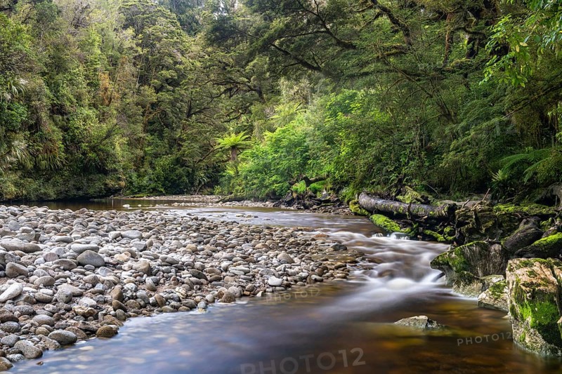 River flows through rainforest