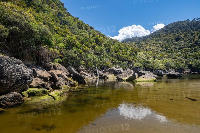 Rainforest on Kohaihai River