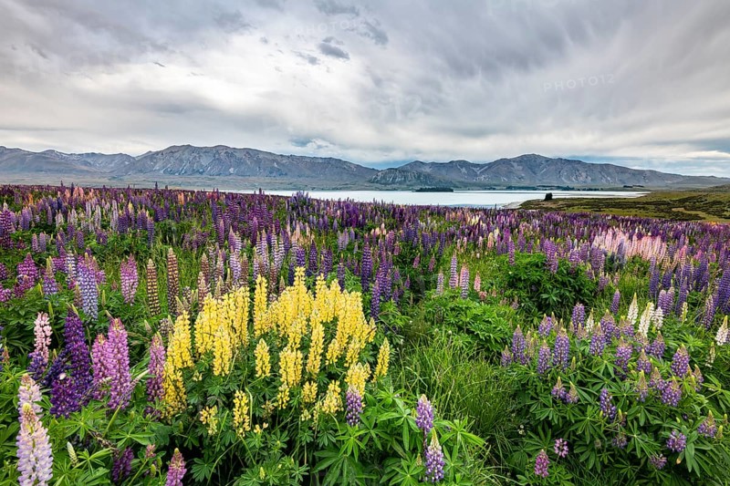 Colorful Large-leaved lupins (Lupinus polyphyllus) on the shores of Lake Tekapo