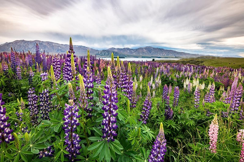 Colorful Large-leaved lupins (Lupinus polyphyllus) on the shores of Lake Tekapo
