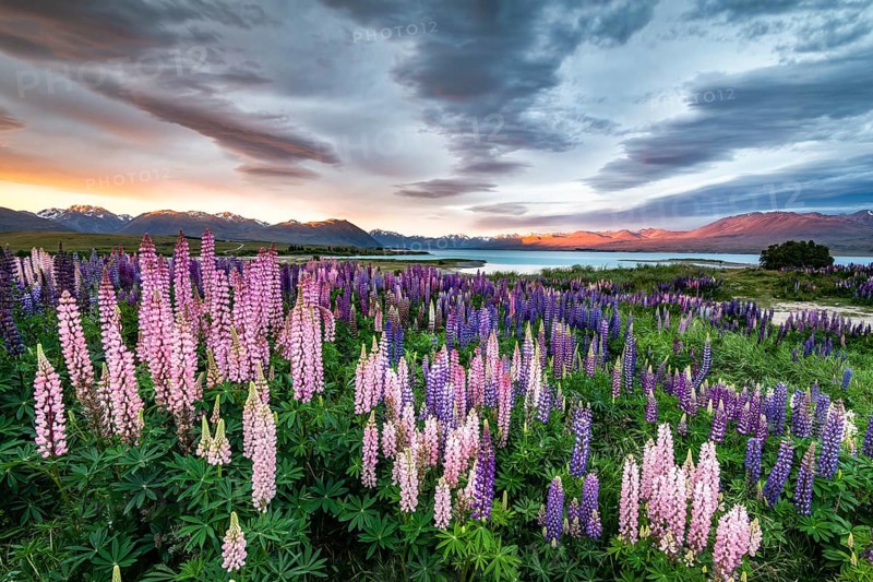Colorful Large-leaved lupins (Lupinus polyphyllus) at the shore of Lake Tekapo in dramatic light mood