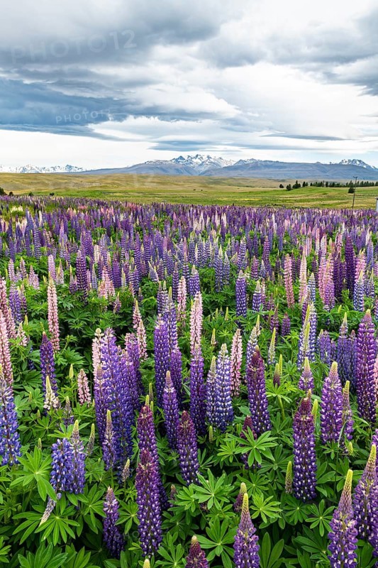 Colorful Large-leaved lupins (Lupinus polyphyllus)
