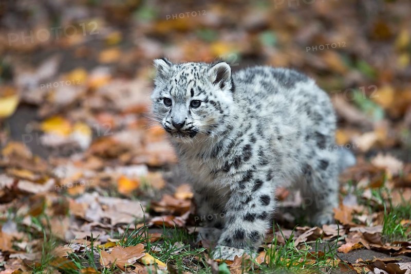 Snow leopard (Uncia uncia) cub