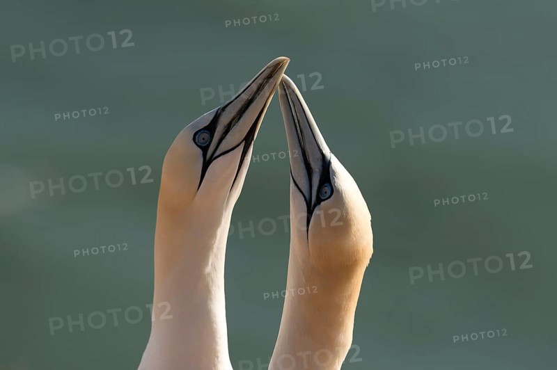 Northern Gannet (Sula bassana)