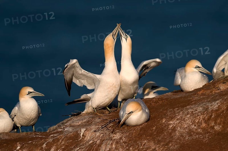 Northern Gannet (Sula bassana)