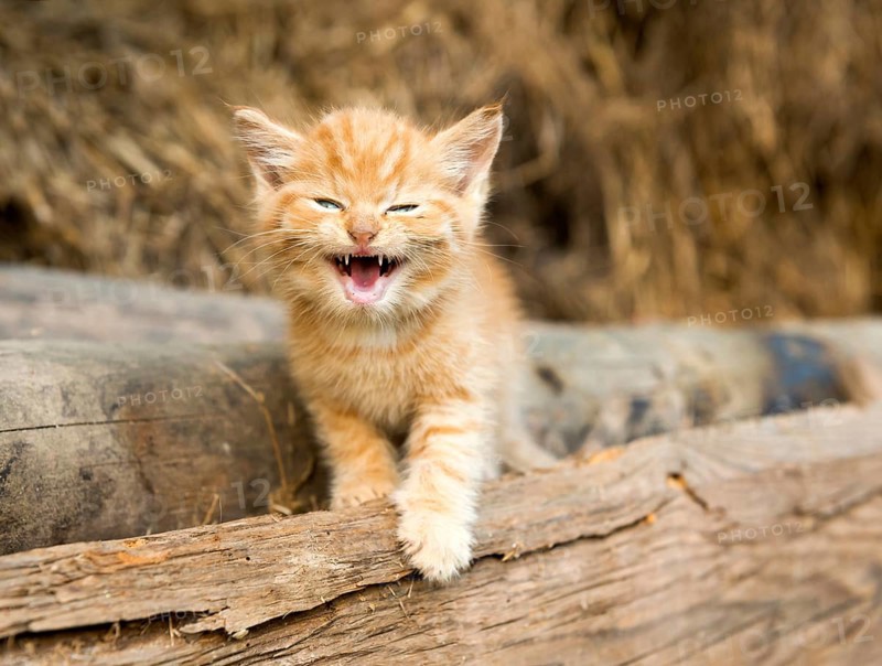 Small stripy cat (Felis silvestris catus)