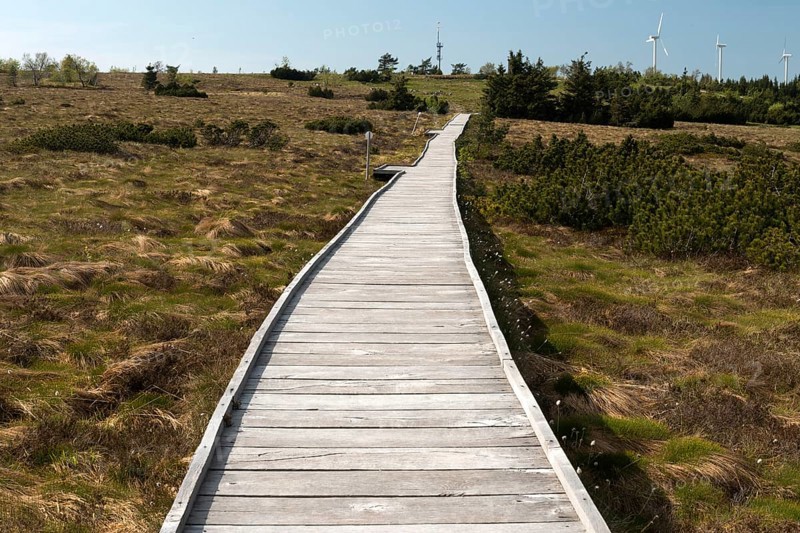 Bog