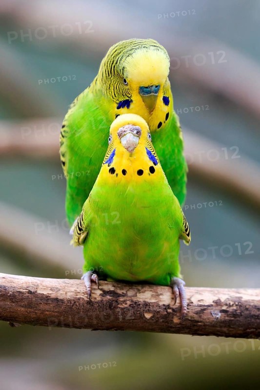 Budgerigars (Melopsittacus undulatus)