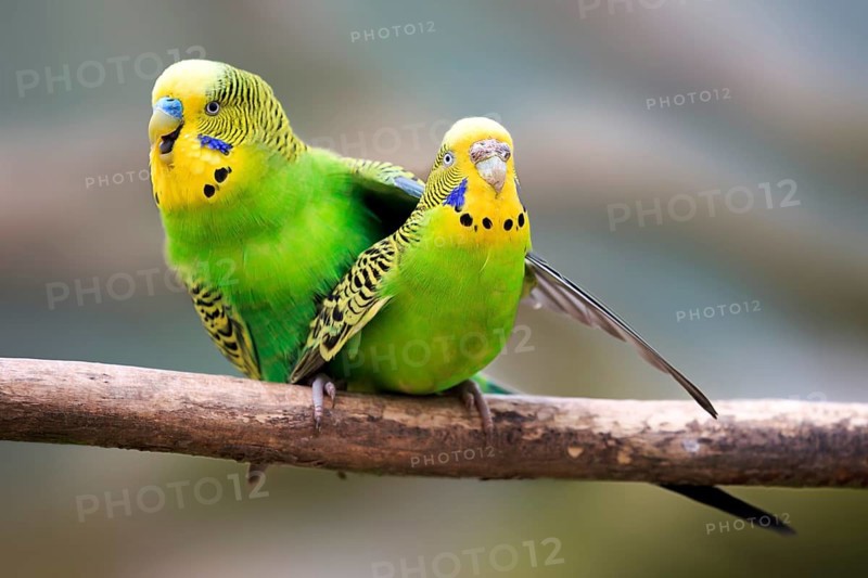 Budgerigars (Melopsittacus undulatus)