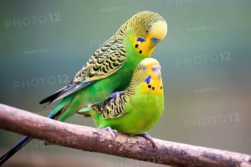 Budgerigars (Melopsittacus undulatus)