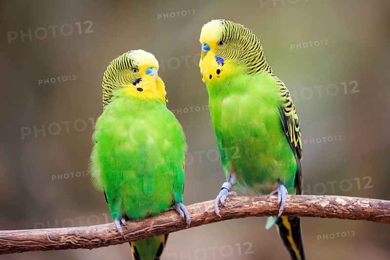 Budgerigars (Melopsittacus undulatus) sitting on branch