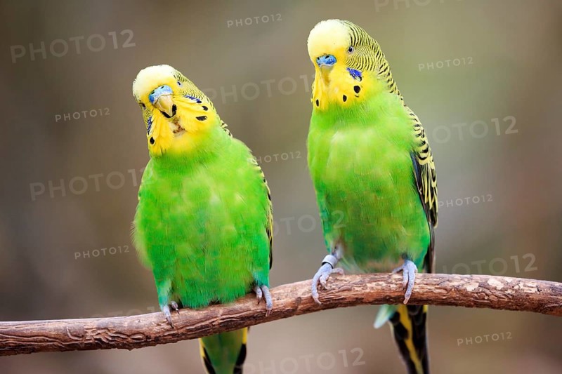Budgerigars (Melopsittacus undulatus) sitting on branch