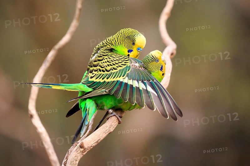 Budgerigars (Melopsittacus undulatus)