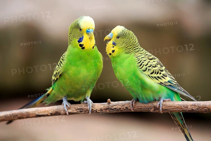 Budgerigars (Melopsittacus undulatus) sitting on branch