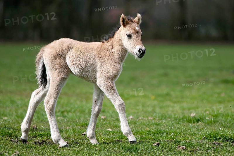 Dulmen pony