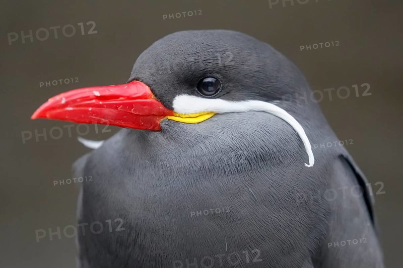Inca tern (Larosterna Inca)