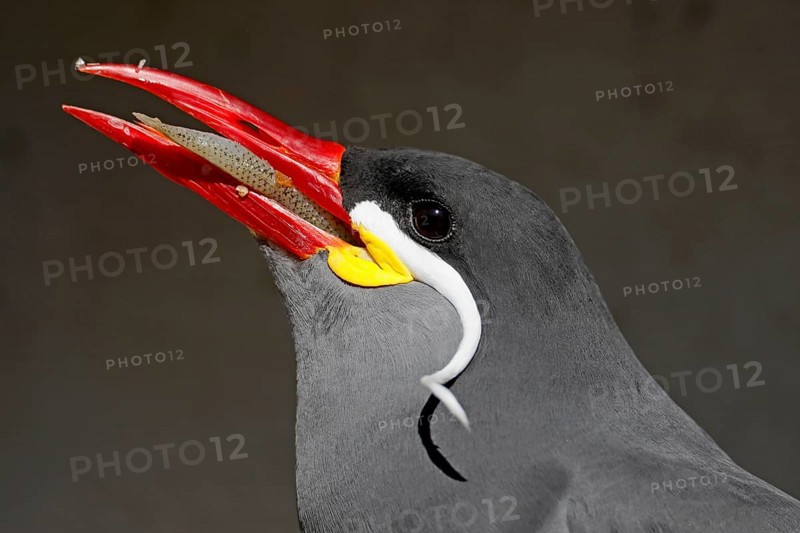 Inca tern (Larosterna Inca)