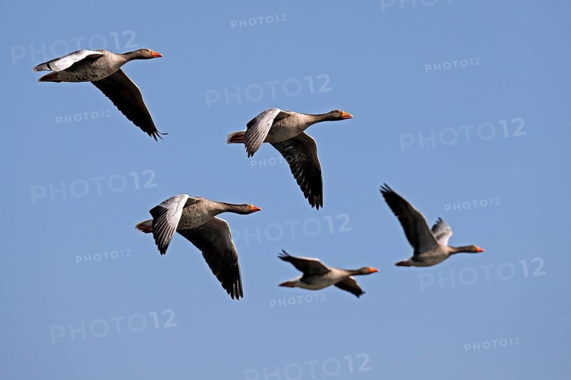 Greylag geese (Anser anser) flying