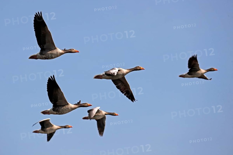 Greylag geese (Anser anser) flying
