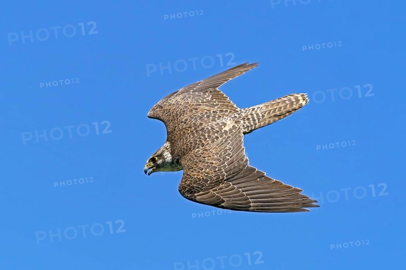 Saker falcon (Falco cherrug) flying