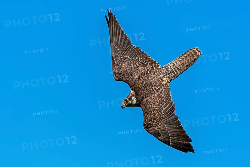 Saker falcon (Falco cherrug) flying