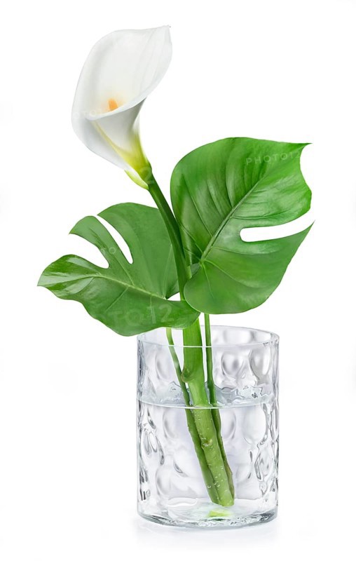 White Calla (Calla) and Monstera (Monstera)
