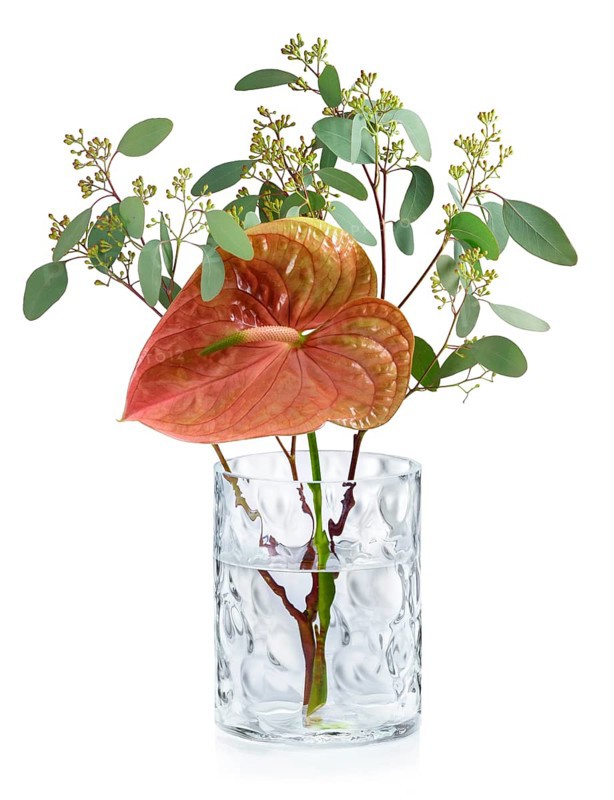 Red-green Calla (Calla) and Eucalyptus branch (Eucalyptus) in glass vase