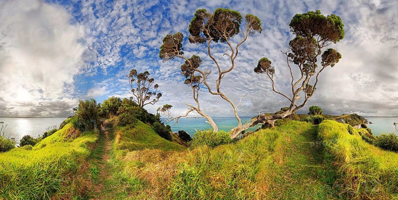 New Zealand Christmas tree (Metrosideros excelsa) near Russell