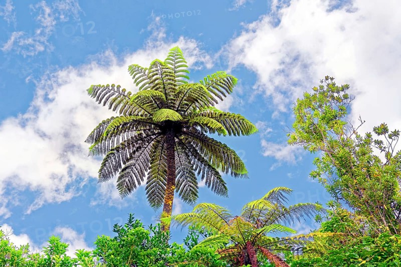 Silver tree-fern