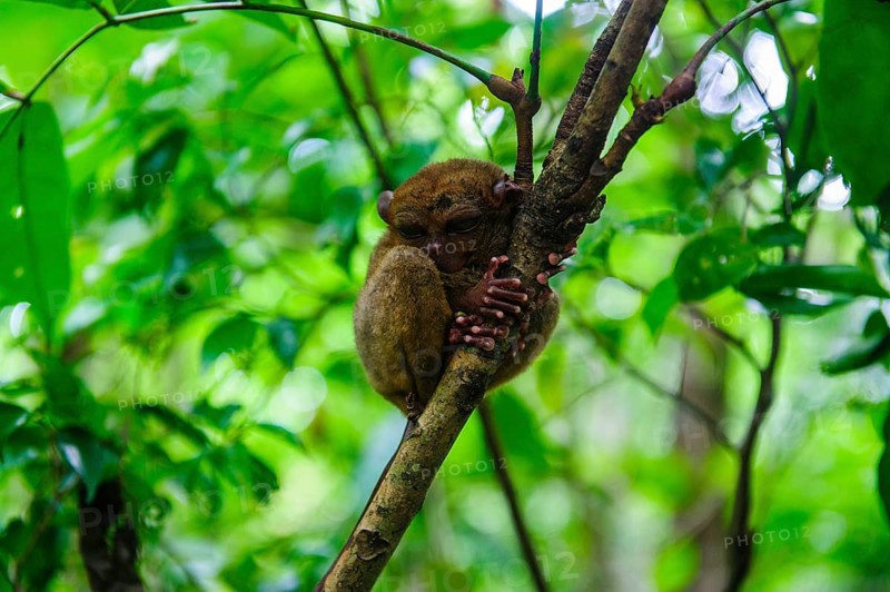 Tarsier (Tarsiidae)