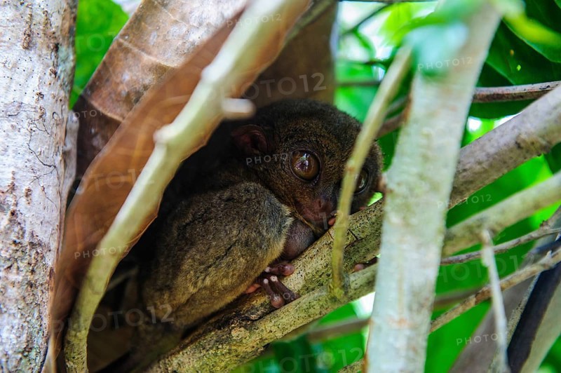 Tarsier (Tarsiidae)
