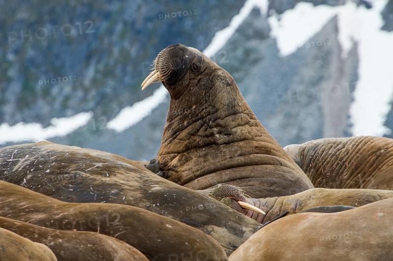 Walruses (Odobenus rosmarus)