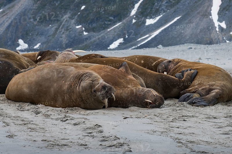 Walruses (Odobenus rosmarus)