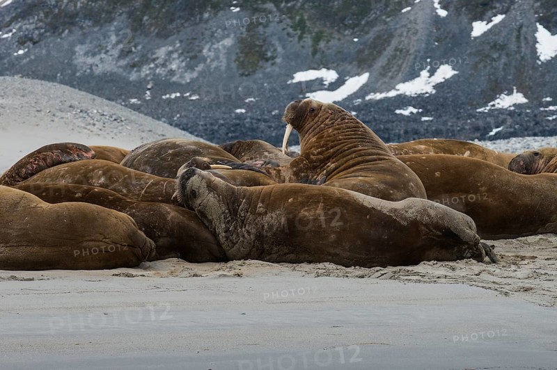 Walruses (Odobenus rosmarus)