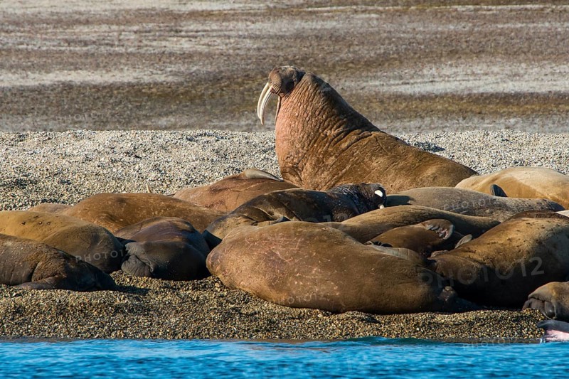 Walruses (Odobenus rosmarus)