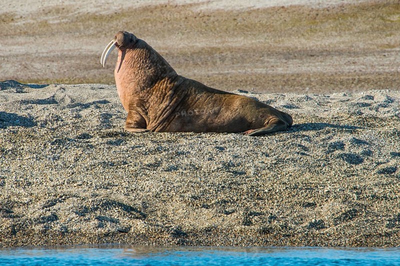 Walrus (Odobenus rosmarus)